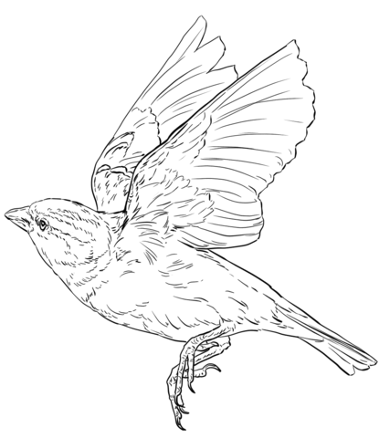 English Sparrow In Flight Coloring Page